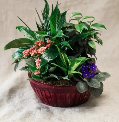 Plants
