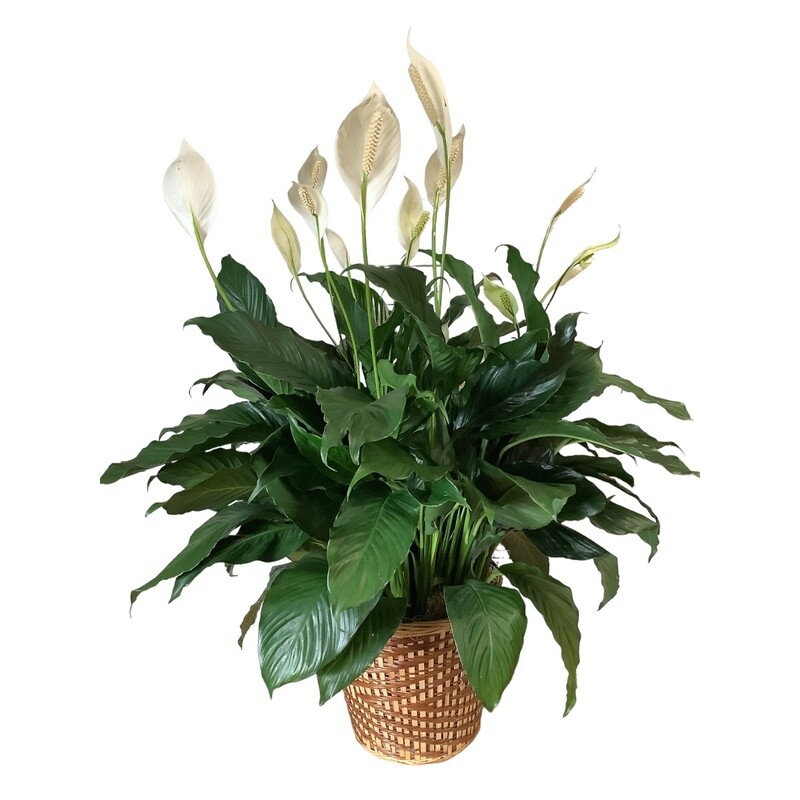 Peace Lily in Wicker