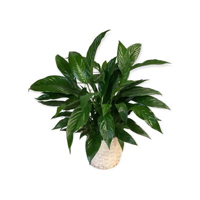 Peace Lily in Wicker