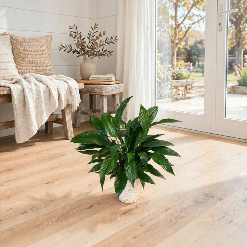 Peace Lily in Wicker