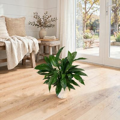 Peace Lily in Wicker
