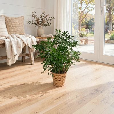 10” Schefflera Plant in Basket