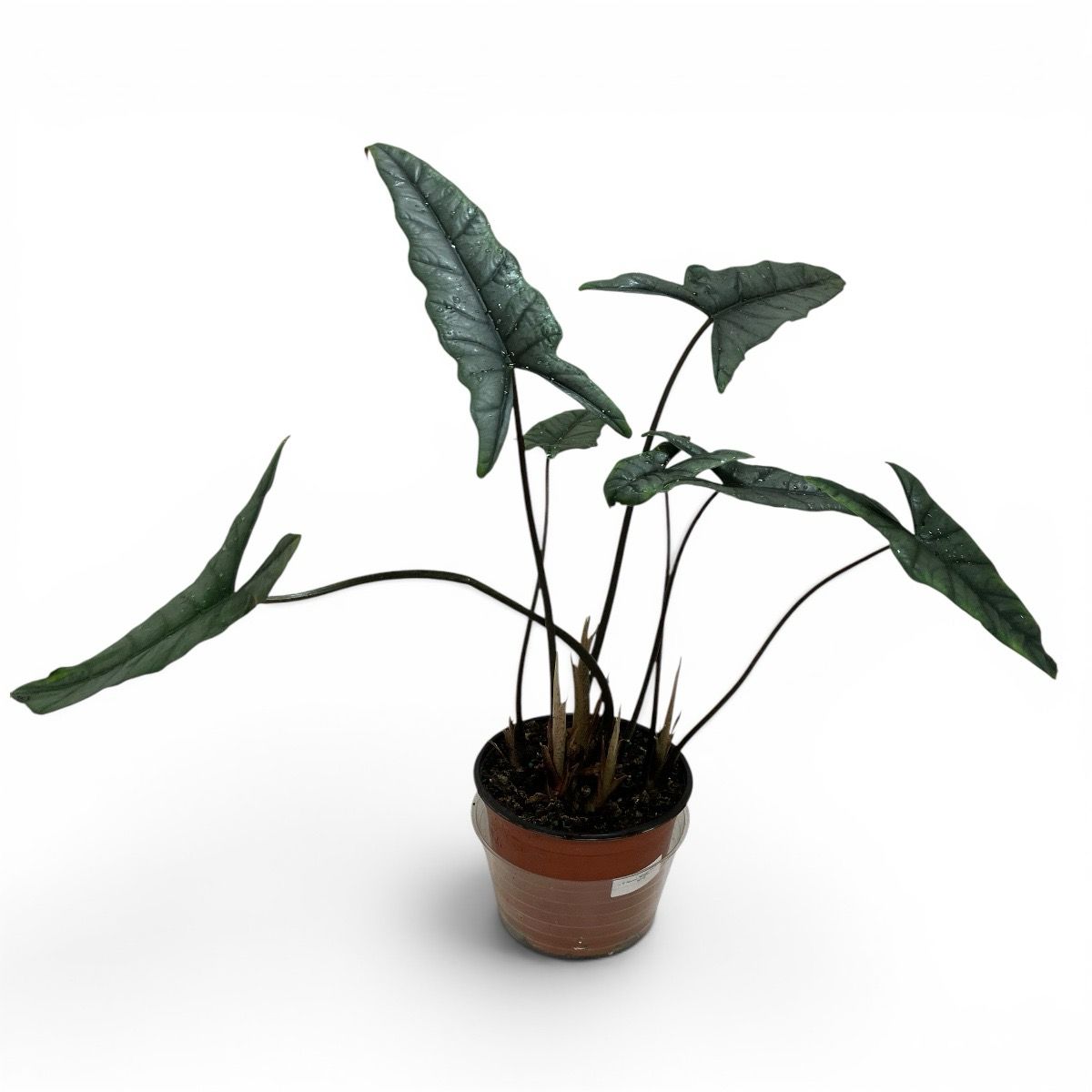 6” Alocasia Dragons Breath