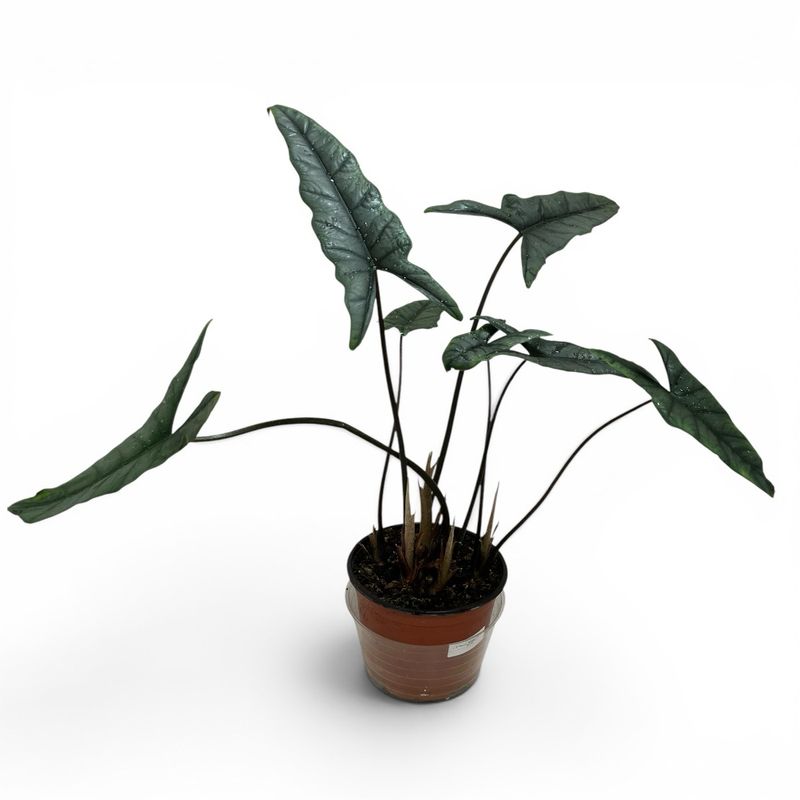 6” Alocasia Dragons Breath