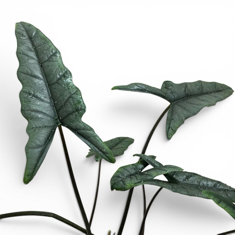 6” Alocasia Dragons Breath