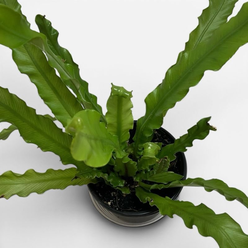 4” Victoria Fern