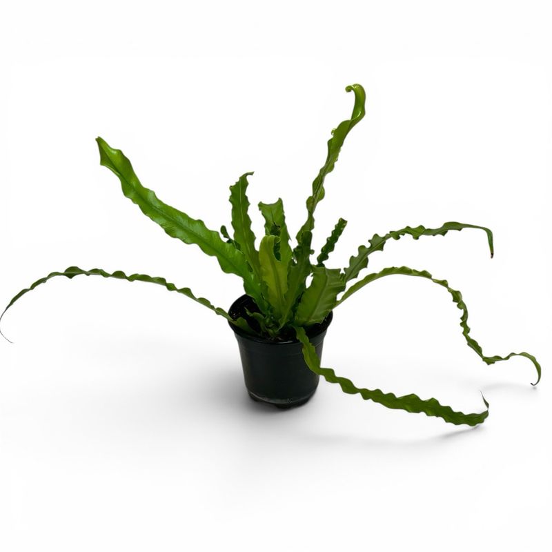 4” Victoria Fern