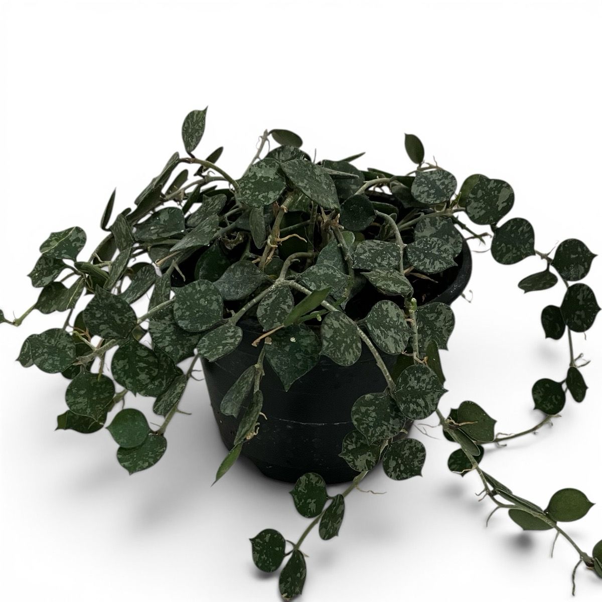4” Hoya Curtisii