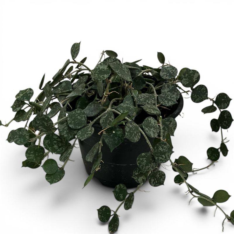 4” Hoya Curtisii