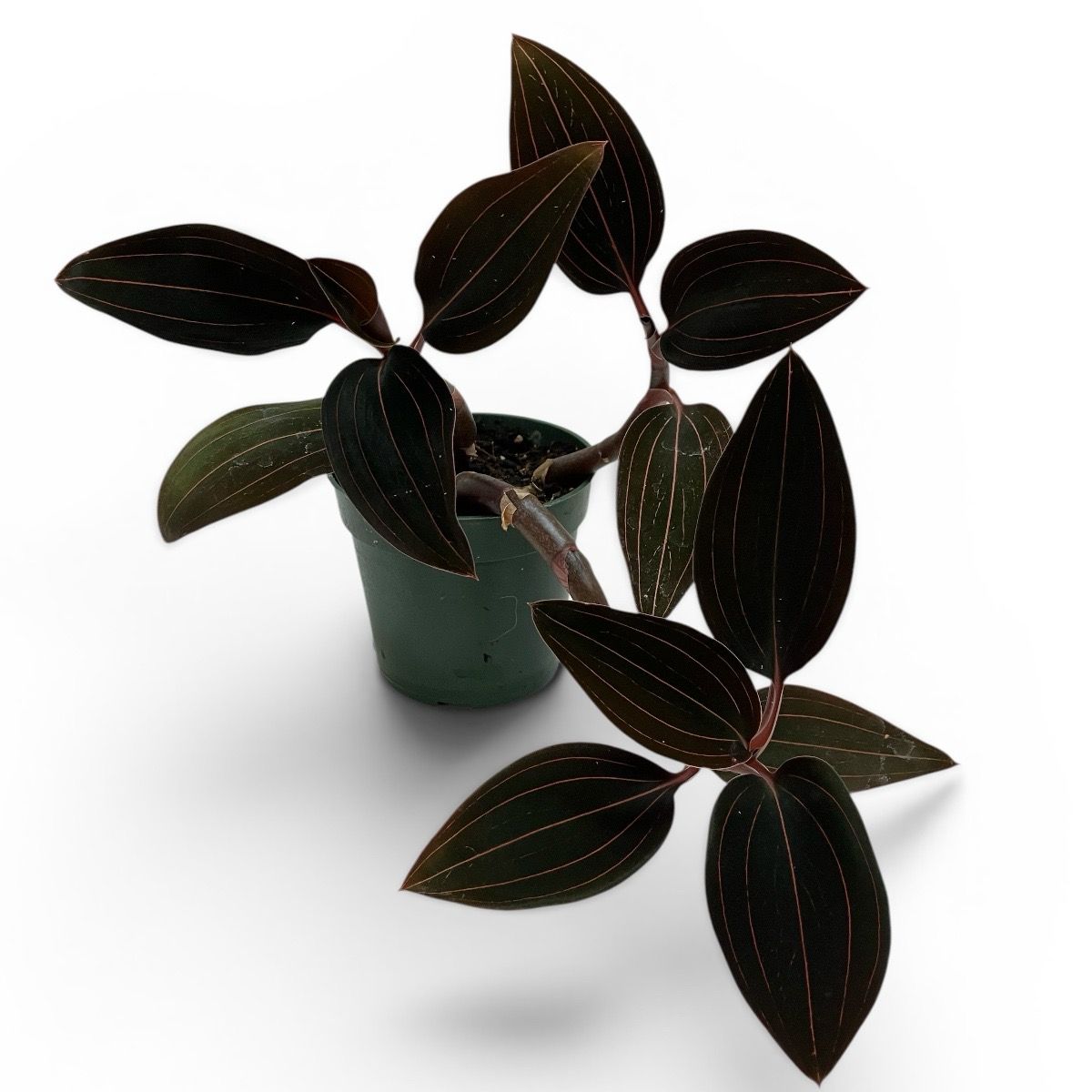 4” Ludisia Discolor