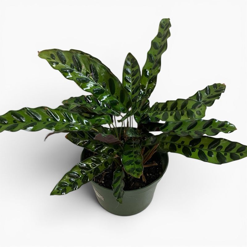 6” Calathea Rattlesnake