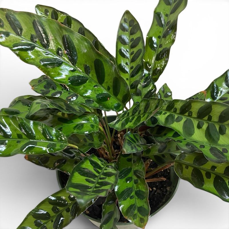 6” Calathea Rattlesnake