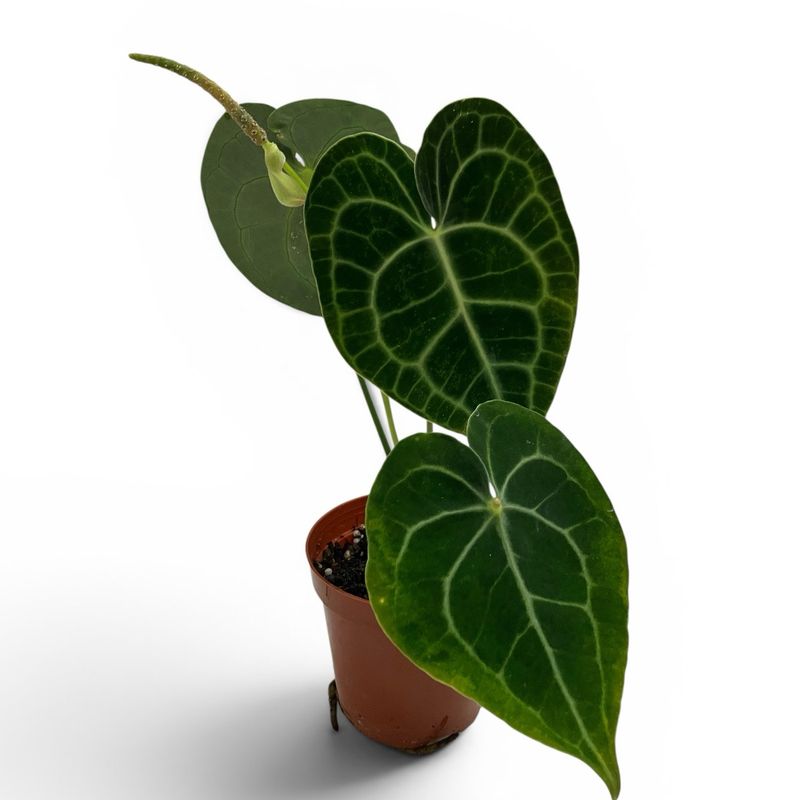 Anthurium Crystallinum