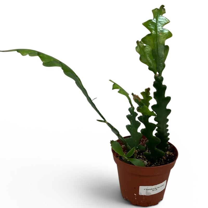 4” Epiphyllum Ric Rac Cactus