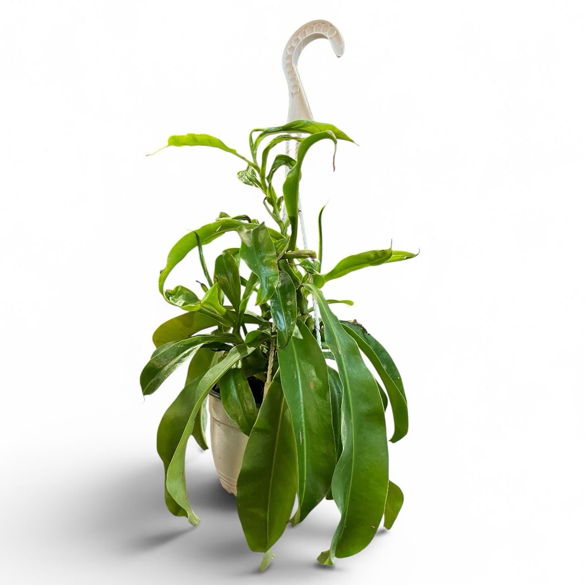 6” Carniverous Hanging Monkey Cups