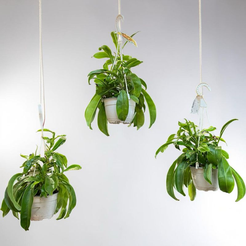 6” Carniverous Hanging Monkey Cups