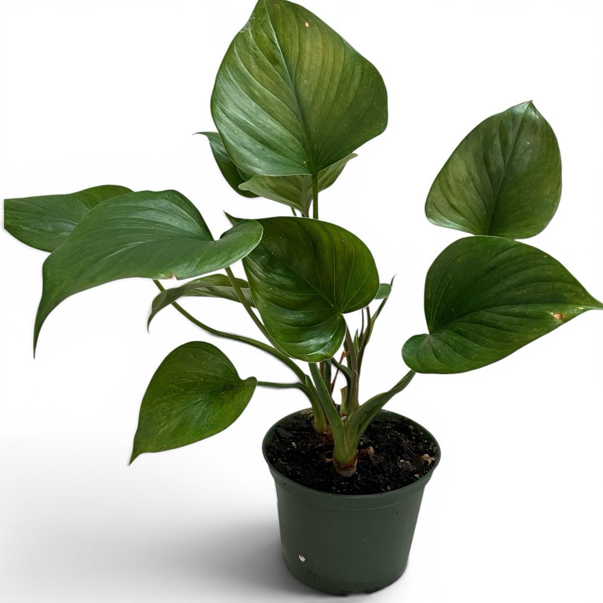 6” Homalomena Emerald Gem