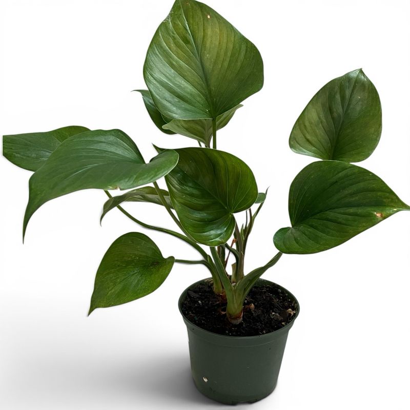 6” Homalomena Emerald Gem