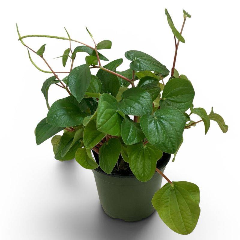 6" Peperomia Rana Verde
