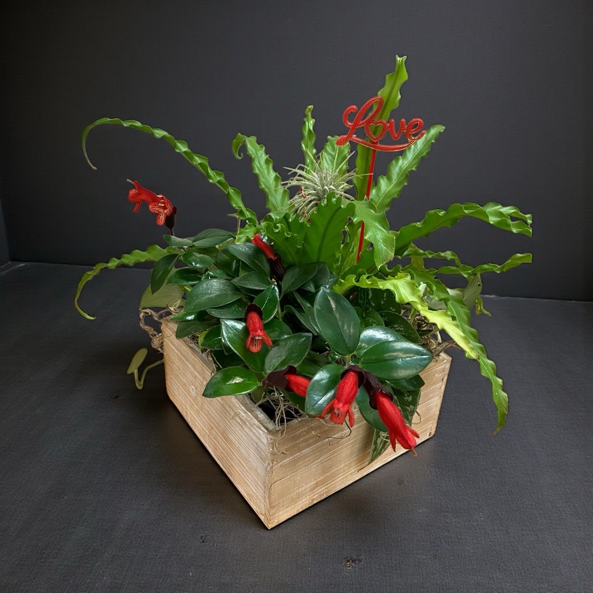 Scarlet Embrace Garden