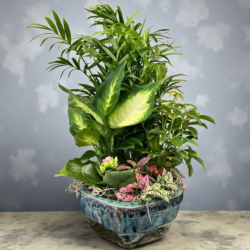 Petite Ceramic Dish Garden - 6”