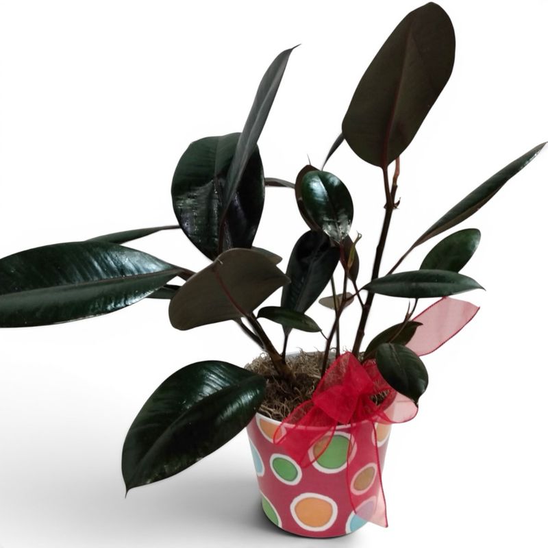 6" Burgundy Ficus Rubber Plant