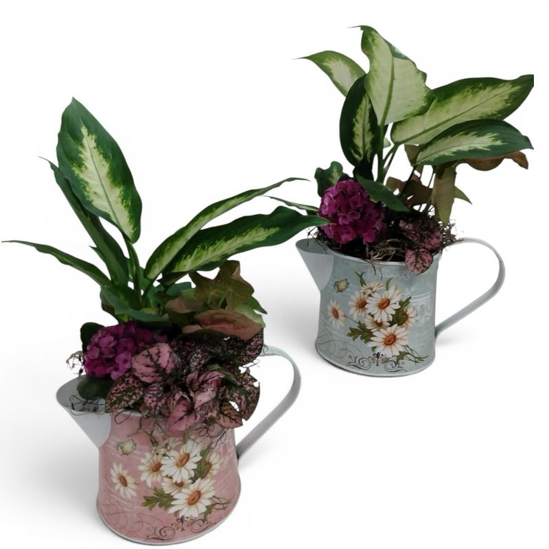 Watering Can Dish Garden