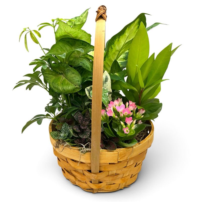 7" Chipwood Dish Garden