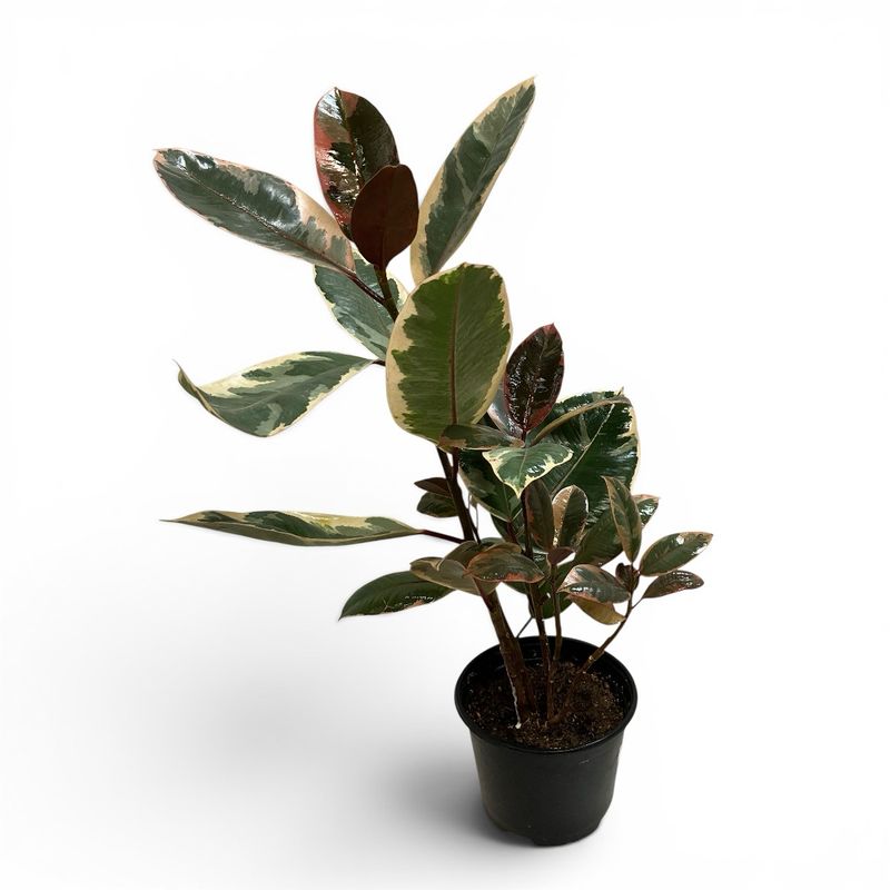 6” Ficus Ruby Pink