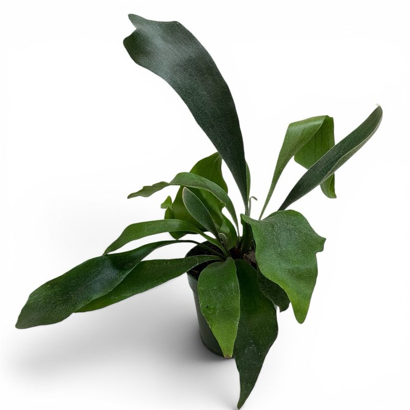 4” Staghorn Fern