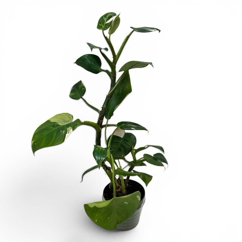 Philodendron White Princess
