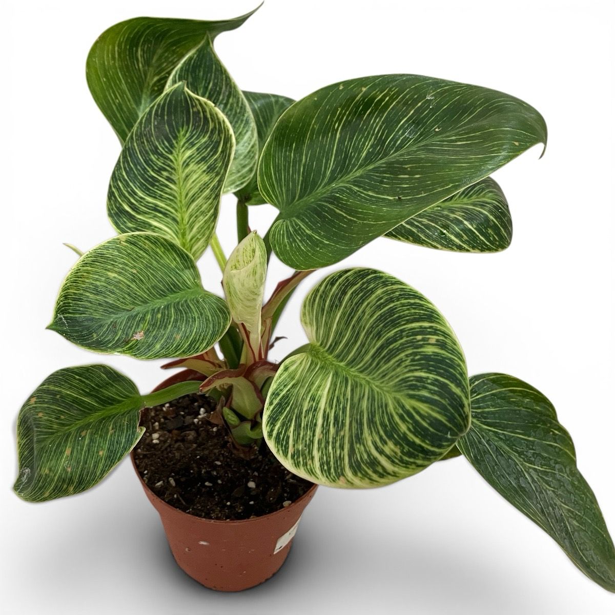 Philodendron Birkin