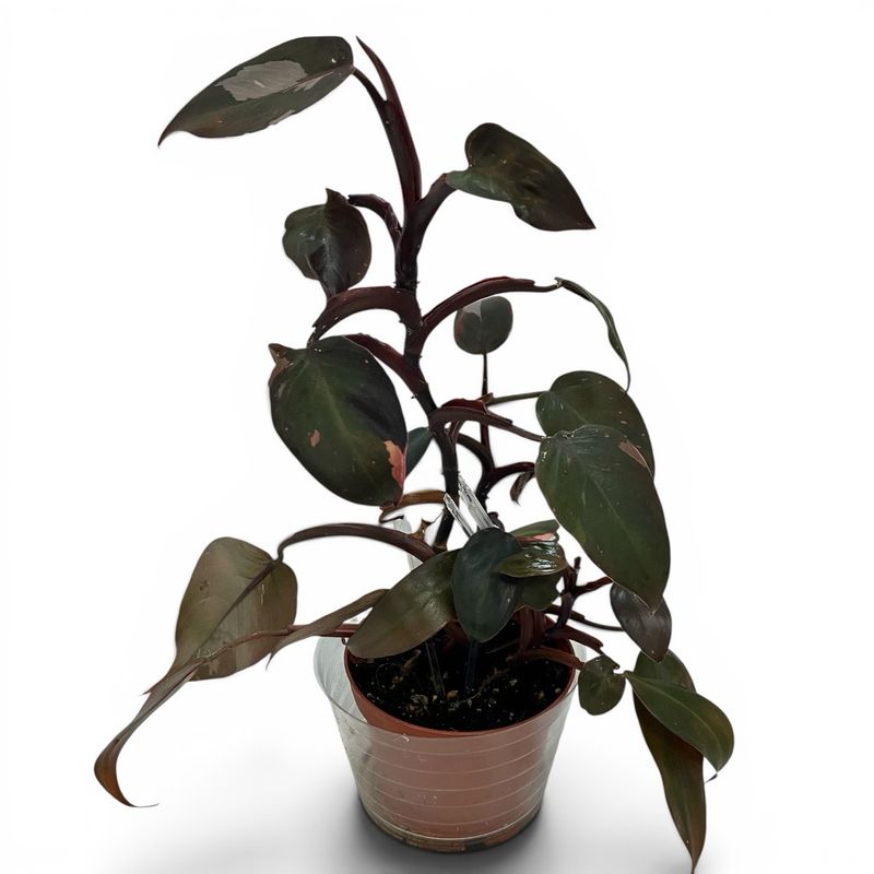 Philodendron Pink Princess