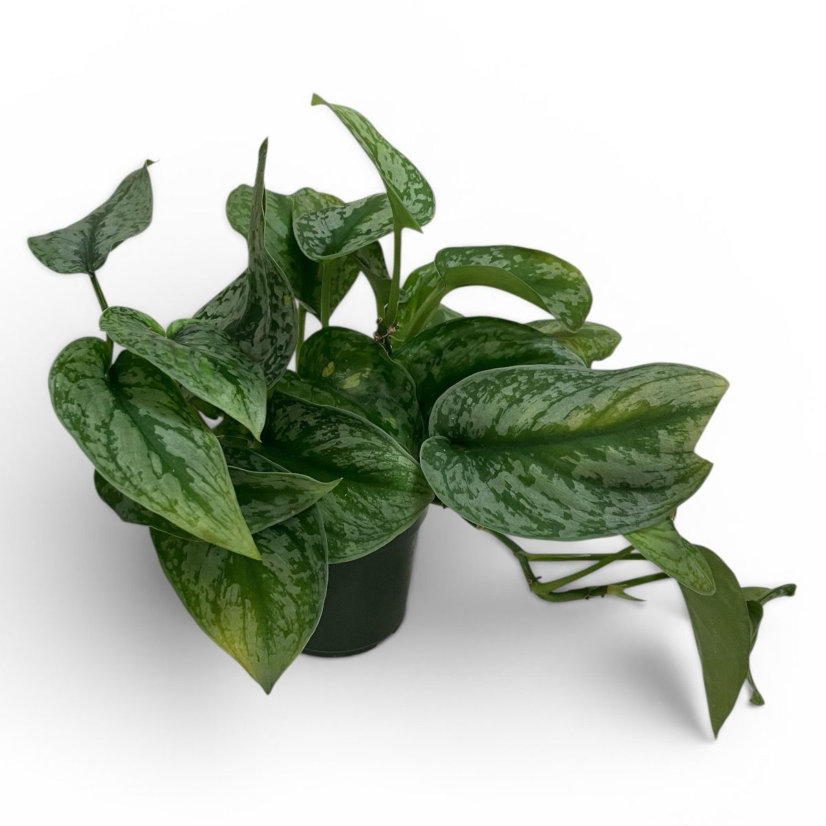 4" Pothos Silver Splash