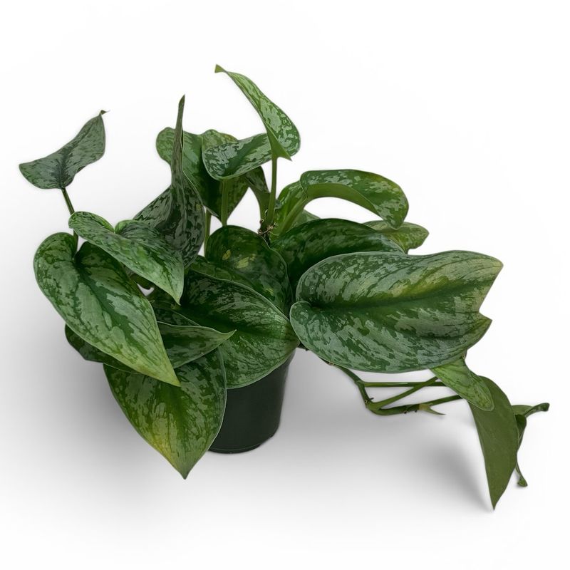 4" Pothos Silver Splash