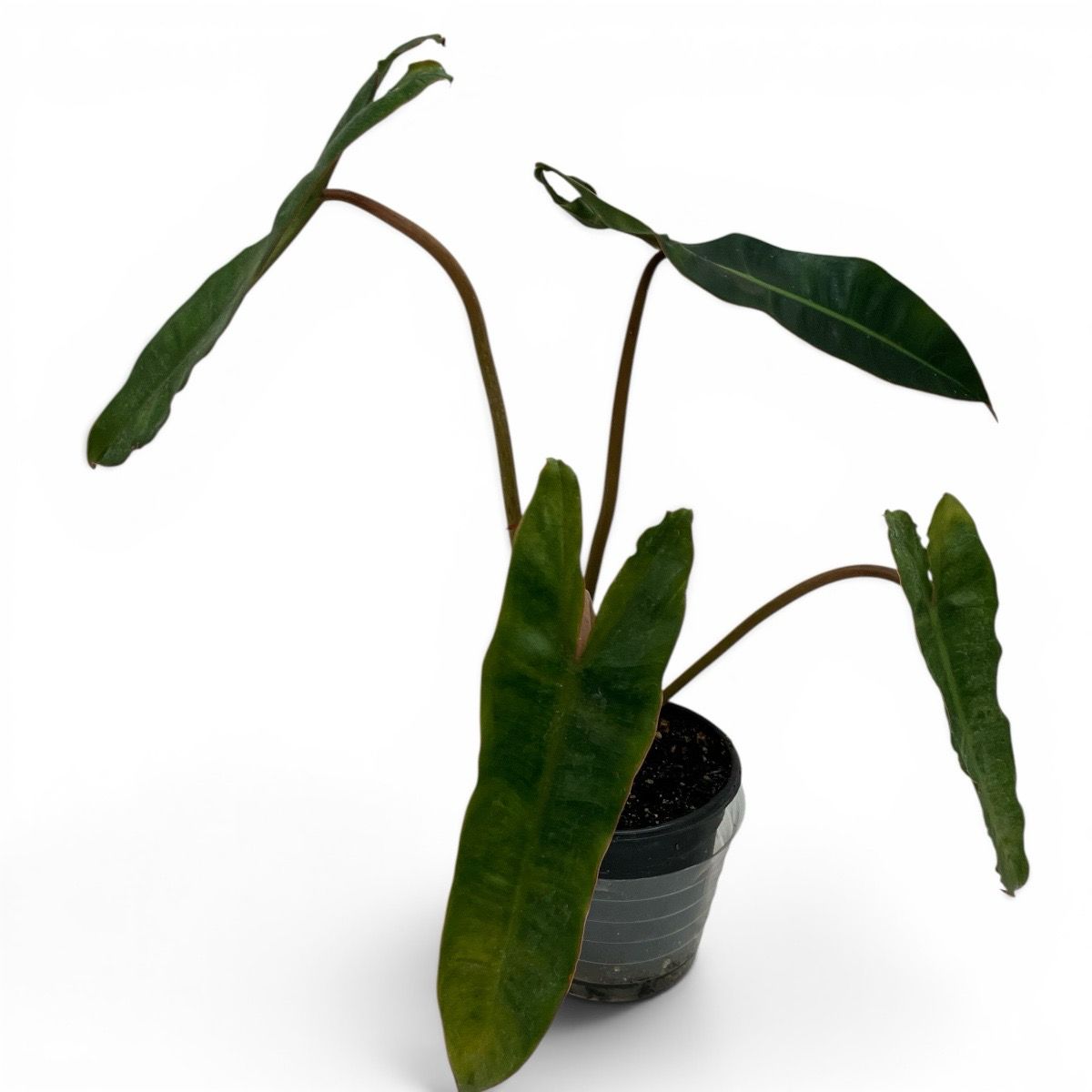 4" Philodendron Billetiae