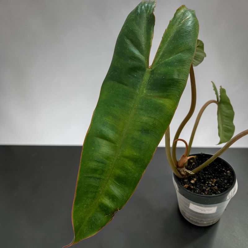 4" Philodendron Billetiae
