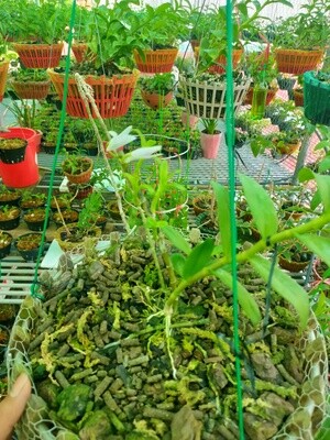 Lan rừng miền Bắc