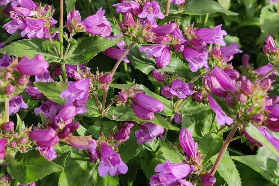 Charlotts planter: Frø fra Romsdal