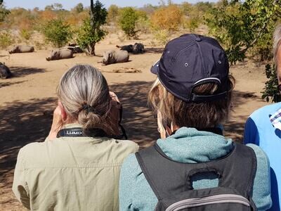 Up-close walk with Rhinos