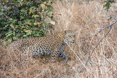 Safari from Livingstone to Mfuwe (South Luangwa in 7 days)