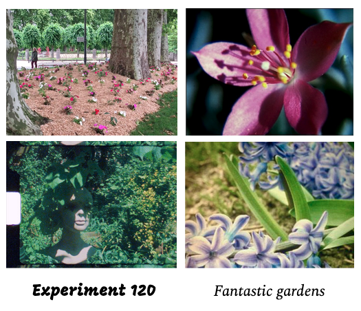 Experiment 120 - Fantastic Gardens