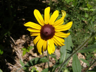 Black-eyed Susan QUART (Rudbeckia hirta)