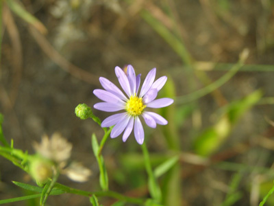 Sky Blue Aster FLAT (Aster azureus)