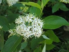 Dogwood, Silky