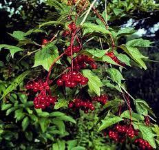 Viburnum, American Cranberrybush