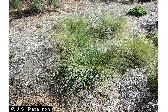 Prairie Dropseed QUART (Sporobolus heterolepsis)