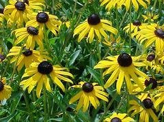 Showy (Orange) Coneflower QUART (Rudbeckia fulgida)