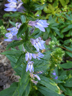 Great Blue Lobelia FLAT (Lobelia siphilitica)