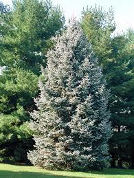 Spruce , White